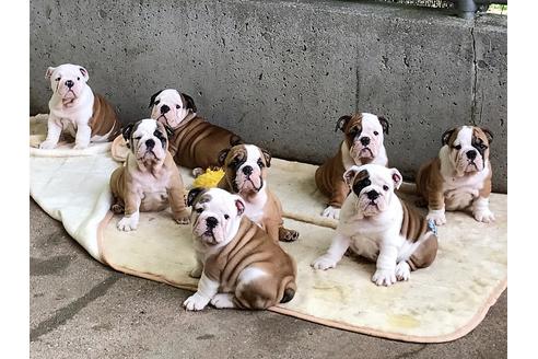 川端美奈ブリーダーの詳細